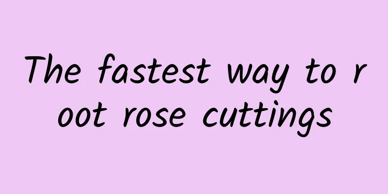 The fastest way to root rose cuttings