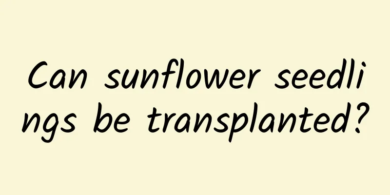 Can sunflower seedlings be transplanted?