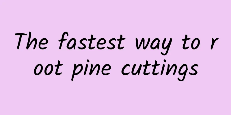 The fastest way to root pine cuttings