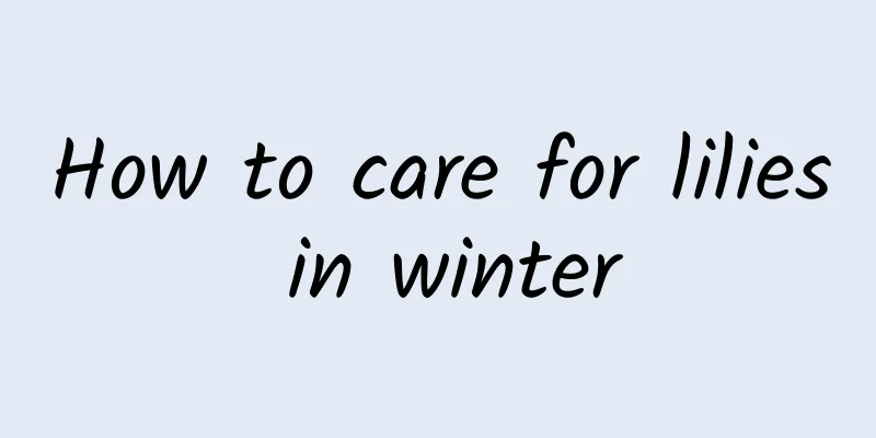 How to care for lilies in winter
