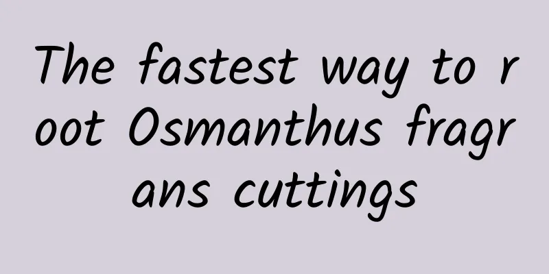 The fastest way to root Osmanthus fragrans cuttings
