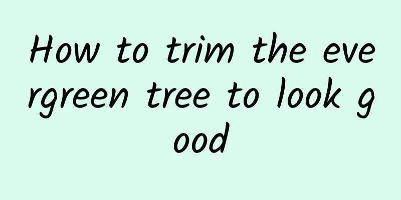 How to trim the evergreen tree to look good
