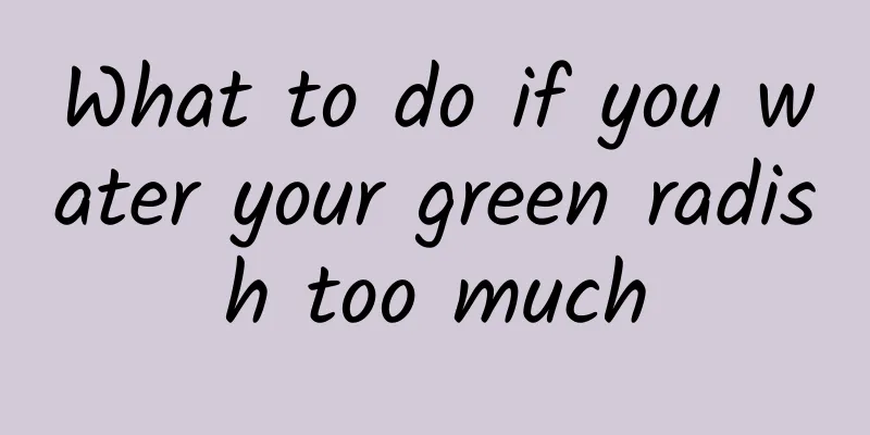 What to do if you water your green radish too much