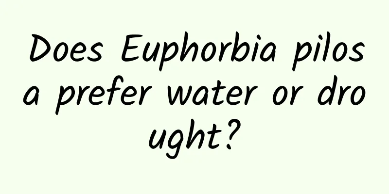 Does Euphorbia pilosa prefer water or drought?