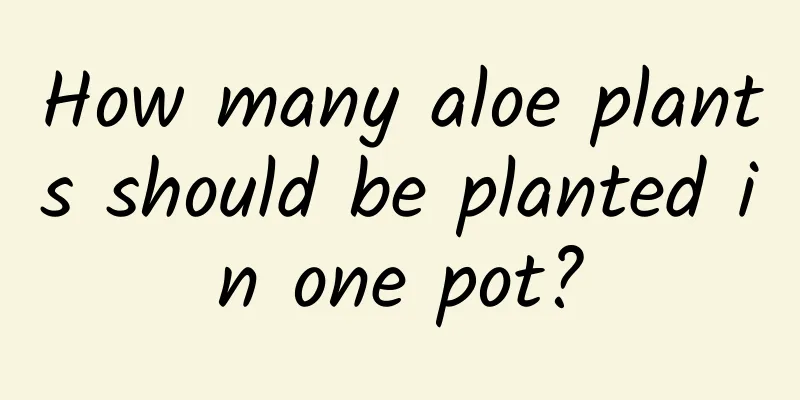 How many aloe plants should be planted in one pot?