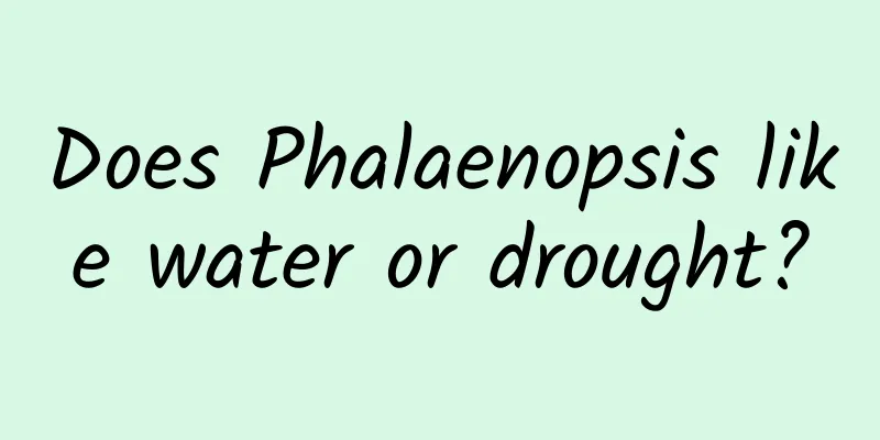Does Phalaenopsis like water or drought?