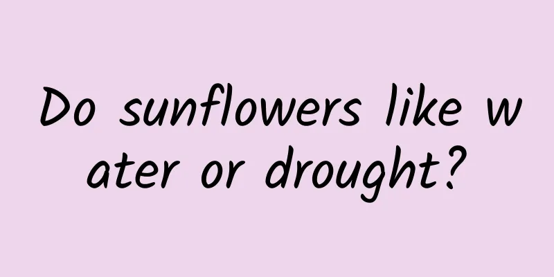 Do sunflowers like water or drought?