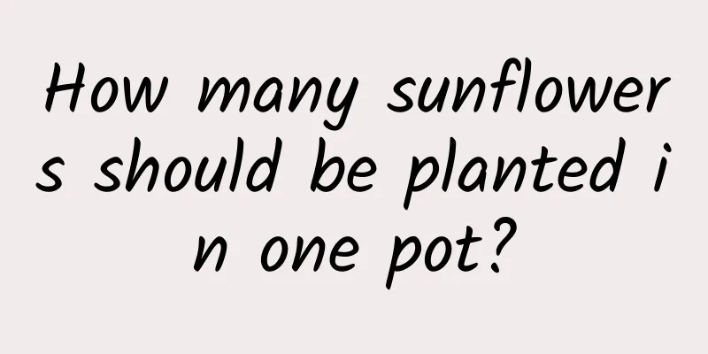 How many sunflowers should be planted in one pot?