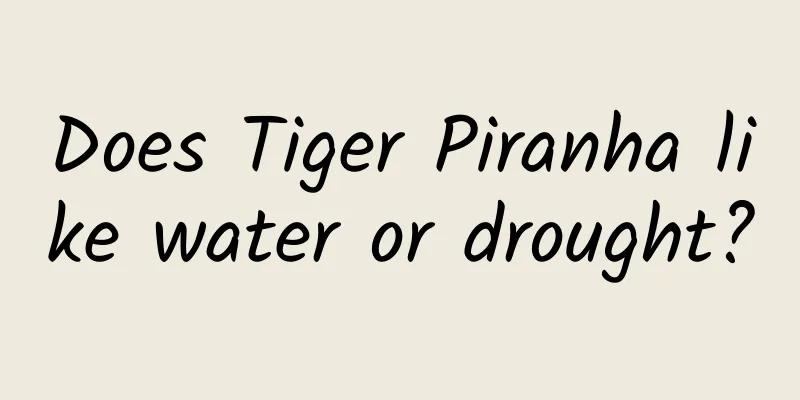 Does Tiger Piranha like water or drought?