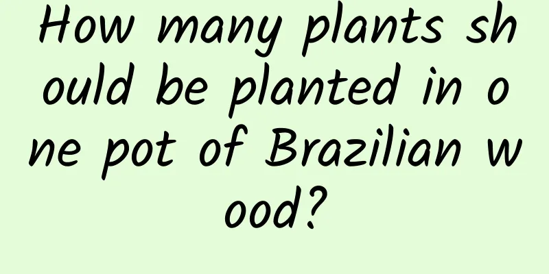 How many plants should be planted in one pot of Brazilian wood?