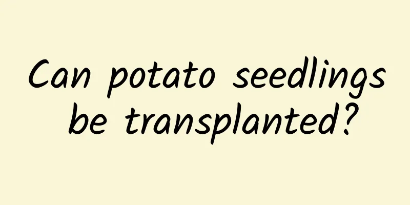 Can potato seedlings be transplanted?