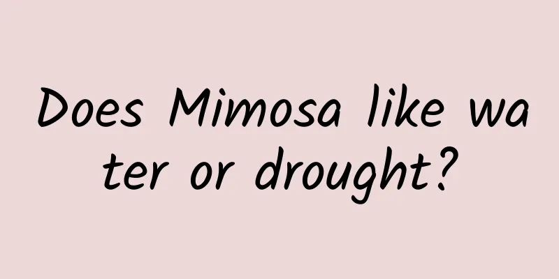 Does Mimosa like water or drought?