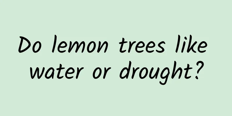 Do lemon trees like water or drought?