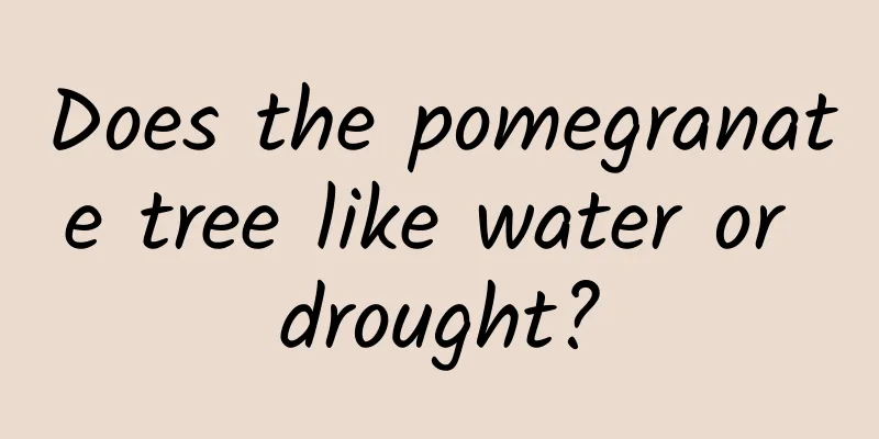Does the pomegranate tree like water or drought?