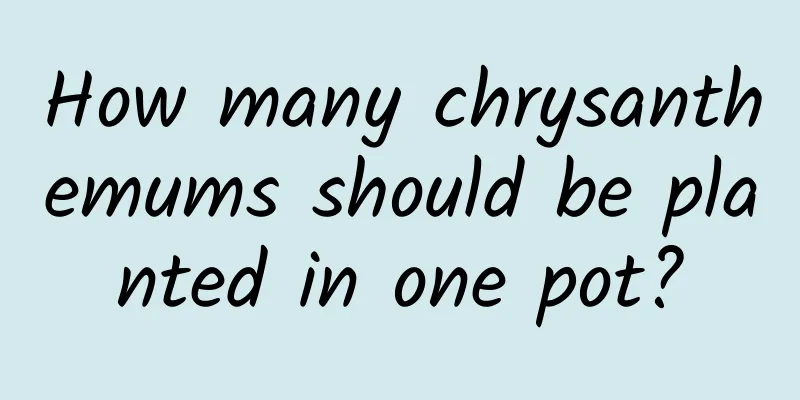 How many chrysanthemums should be planted in one pot?