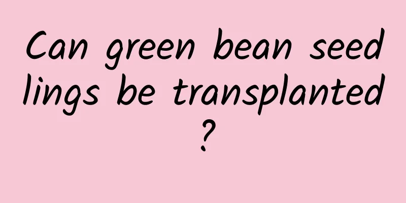 Can green bean seedlings be transplanted?