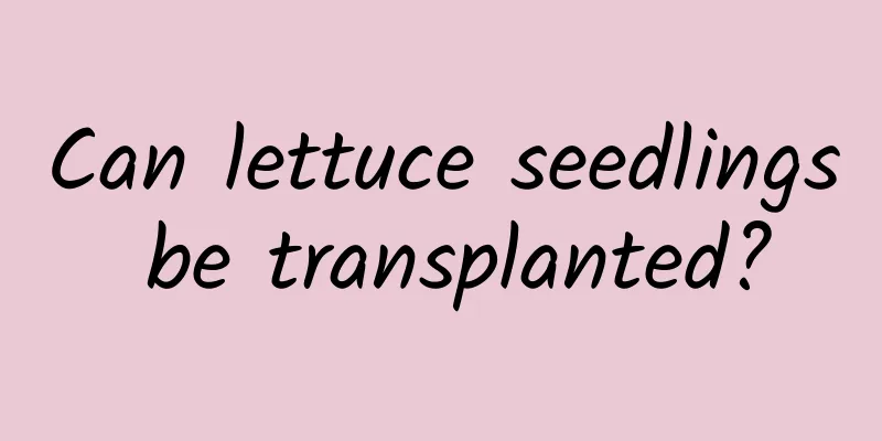 Can lettuce seedlings be transplanted?