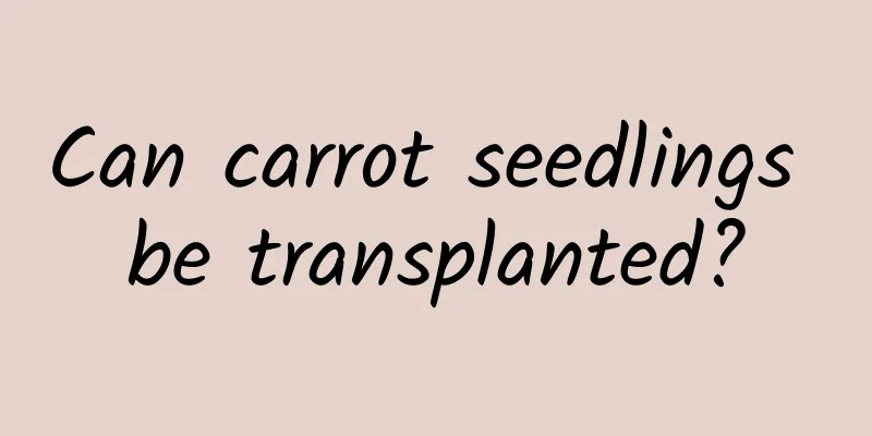 Can carrot seedlings be transplanted?