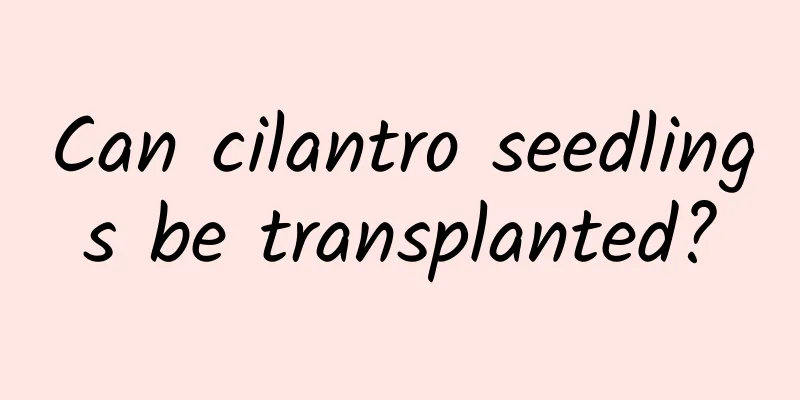 Can cilantro seedlings be transplanted?