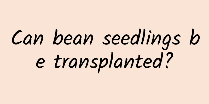 Can bean seedlings be transplanted?