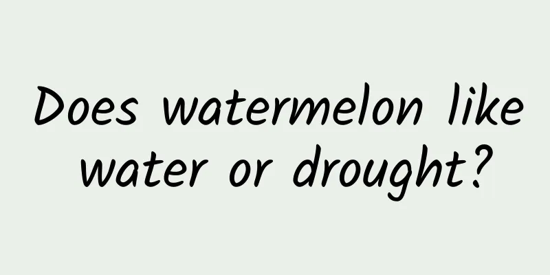 Does watermelon like water or drought?