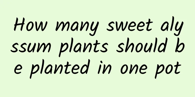 How many sweet alyssum plants should be planted in one pot