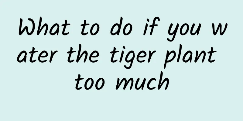 What to do if you water the tiger plant too much