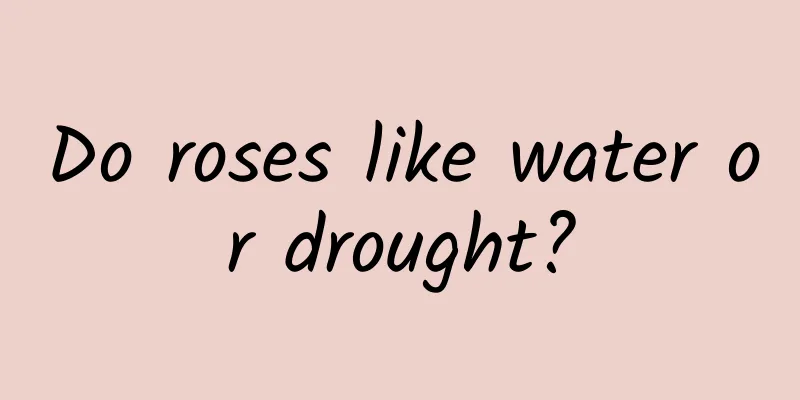 Do roses like water or drought?