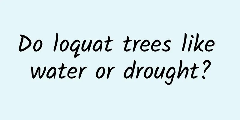 Do loquat trees like water or drought?