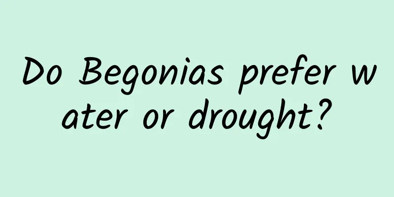 Do Begonias prefer water or drought?