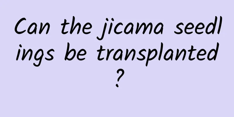 Can the jicama seedlings be transplanted?