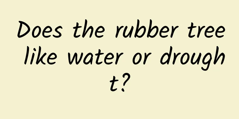 Does the rubber tree like water or drought?