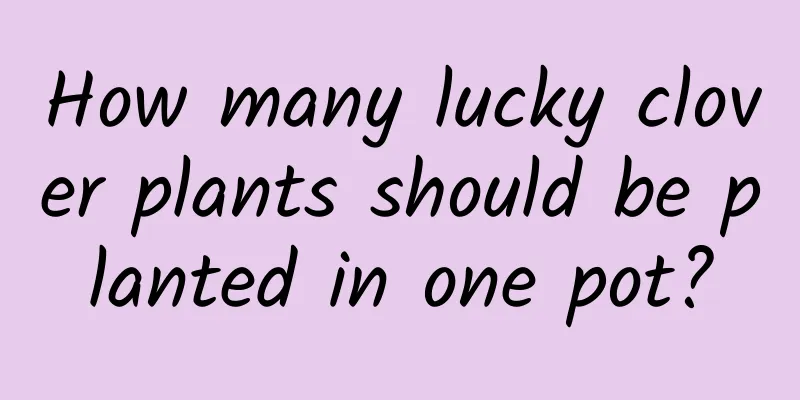 How many lucky clover plants should be planted in one pot?