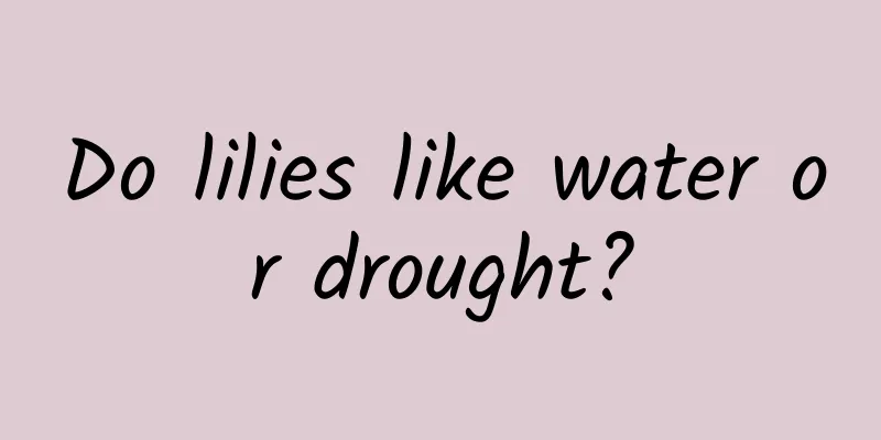 Do lilies like water or drought?