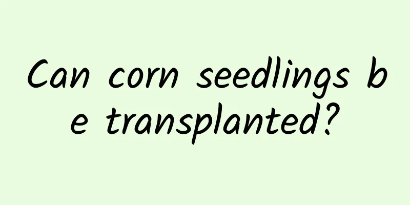 Can corn seedlings be transplanted?