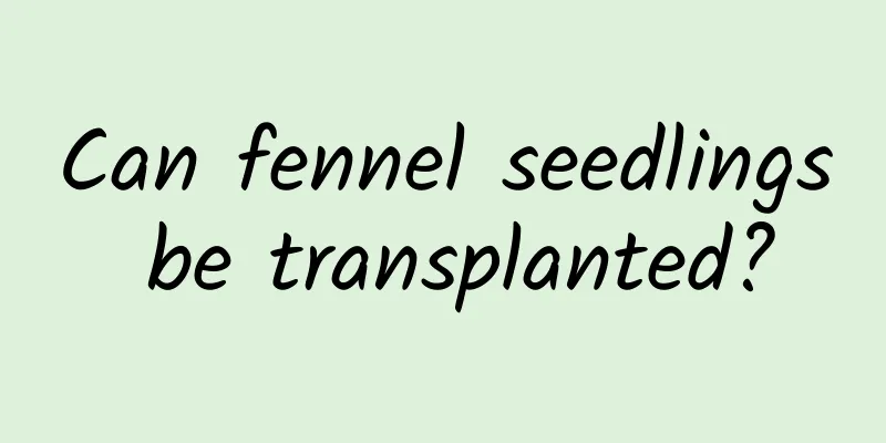 Can fennel seedlings be transplanted?