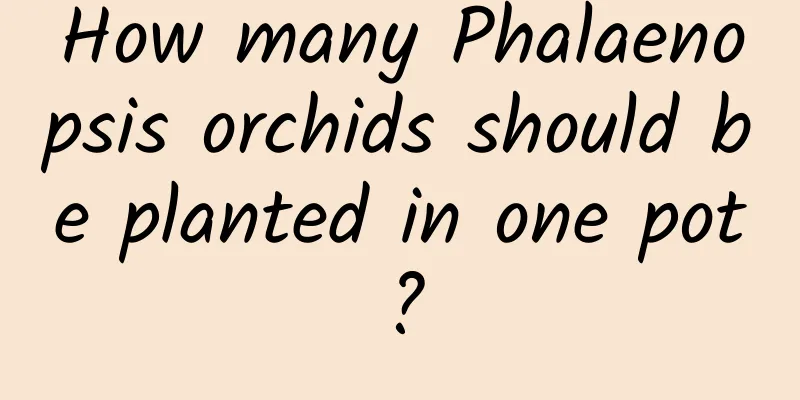 How many Phalaenopsis orchids should be planted in one pot?