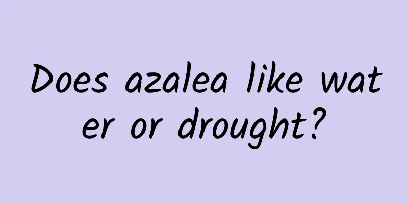 Does azalea like water or drought?