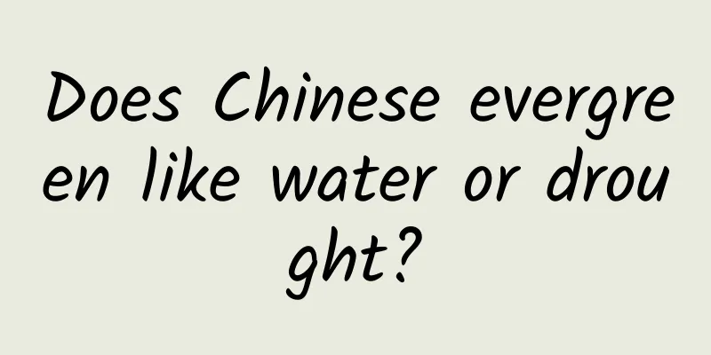Does Chinese evergreen like water or drought?