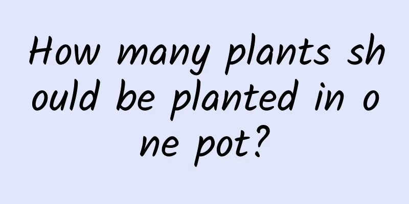How many plants should be planted in one pot?