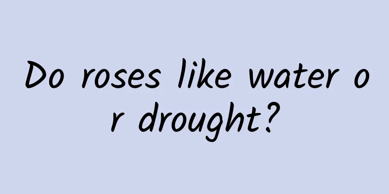 Do roses like water or drought?