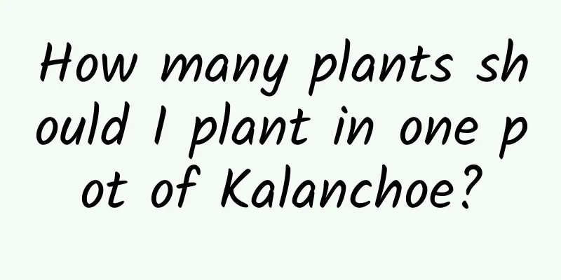 How many plants should I plant in one pot of Kalanchoe?