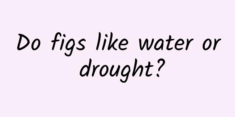 Do figs like water or drought?