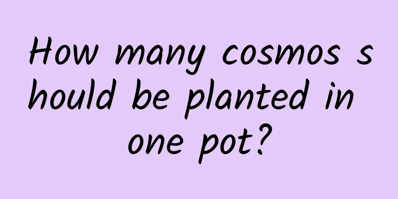 How many cosmos should be planted in one pot?