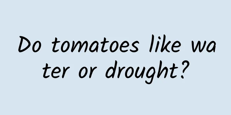Do tomatoes like water or drought?