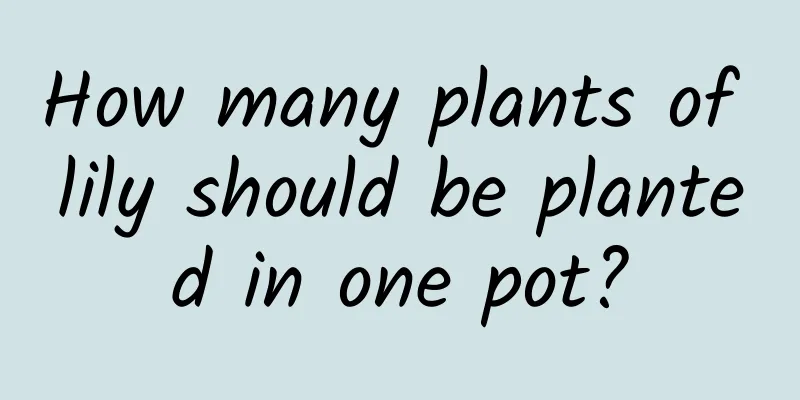 How many plants of lily should be planted in one pot?