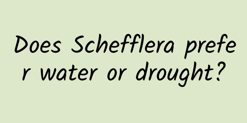 Does Schefflera prefer water or drought?