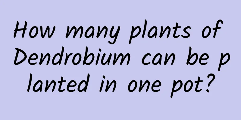 How many plants of Dendrobium can be planted in one pot?