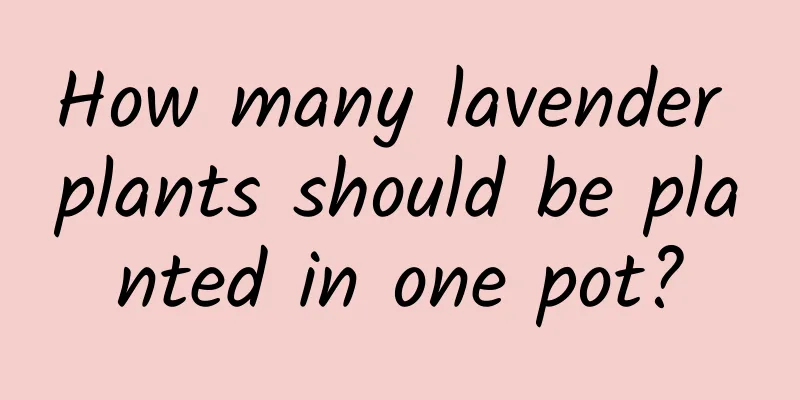 How many lavender plants should be planted in one pot?