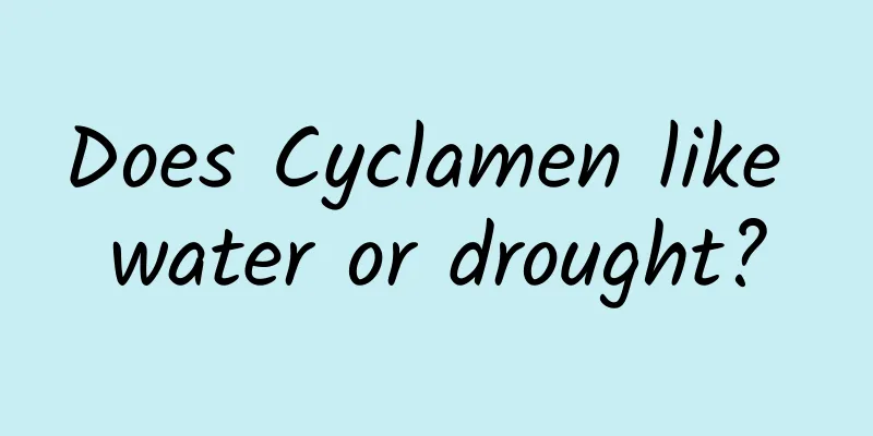 Does Cyclamen like water or drought?